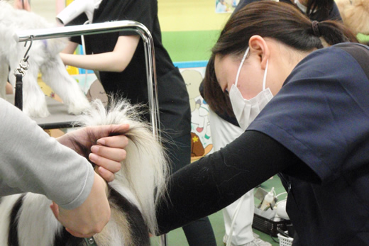 まさに教室がトリミングサロン