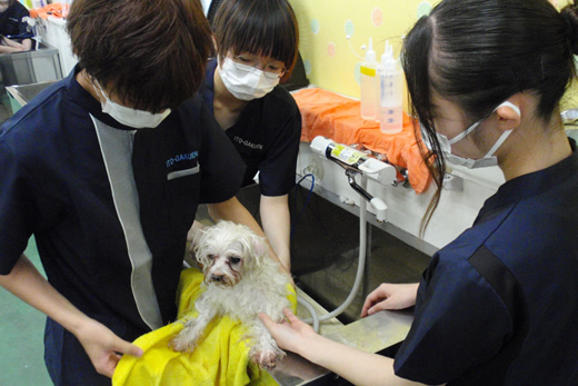 様々な犬種にふれあいながら学びます。